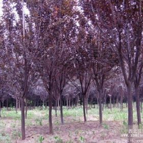 红叶李基地_供应红叶李苗_红叶李批发