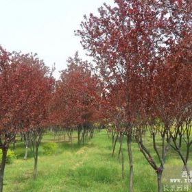 红叶李供应商_红叶李产地_红叶李多少钱一棵