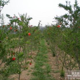 花石榴树价格