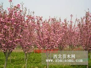 供应樱花，日本樱花，早樱，晚樱，日本晚樱