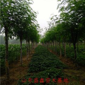 山东5公分白蜡 价格