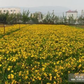 金娃娃萱草基地