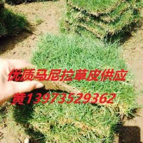 低价出售马尼拉草坪/贵州马尼拉草坪大量供应