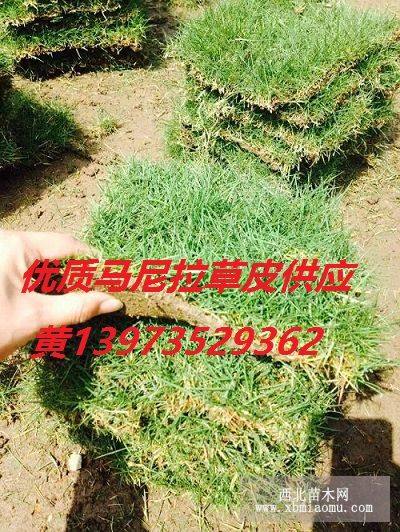 馬尼拉草皮貴州