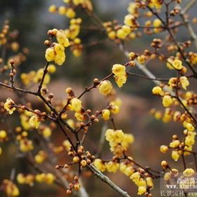 连翘花_连翘价格_连翘图片