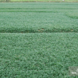 求購玉龍草供應(yīng) 馬尼拉草皮