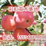 15公分蘋果樹20公分蘋果樹占地25公分蘋果樹價格產(chǎn)地供應(yīng)