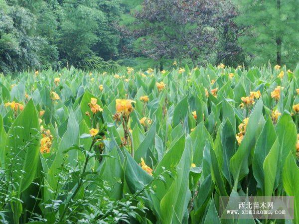 黃花美人蕉