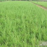 大蜀檜_蜀檜樹(shù)_大規(guī)格蜀檜