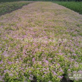 江苏沭阳出售 金山绣线菊各种规格都有