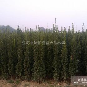 北海道黄杨 各种规格  10-120高度的都有