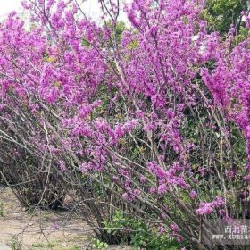 精品 紫丁香 各种规格都有