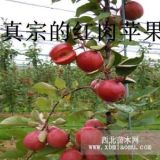 紅肉蘋(píng)果苗,紅色之愛(ài)蘋(píng)果苗