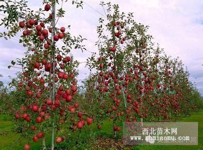 紅肉蘋(píng)果苗