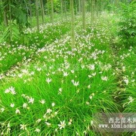 长期低价 出售大花鸢尾