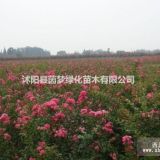 紅花紫薇小苗20公分高   低價(jià)供應(yīng)   規(guī)格齊全