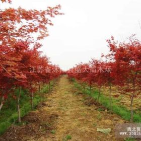 实生 红枫 各种规格