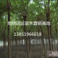 重陽(yáng)木價(jià)格15公分重陽(yáng)木報(bào)價(jià)更新