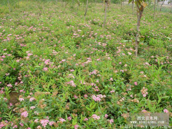 中華繡線菊