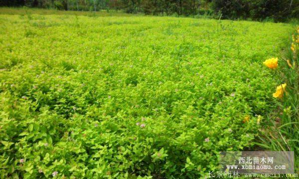 中華繡線菊