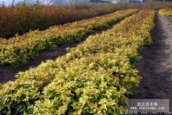 金山繡線菊