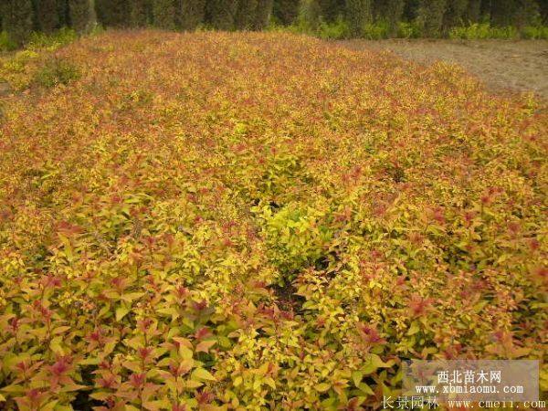 金山繡線菊