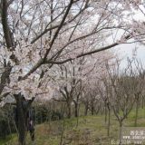 樱花树苗价格_樱花树苗多少钱一棵