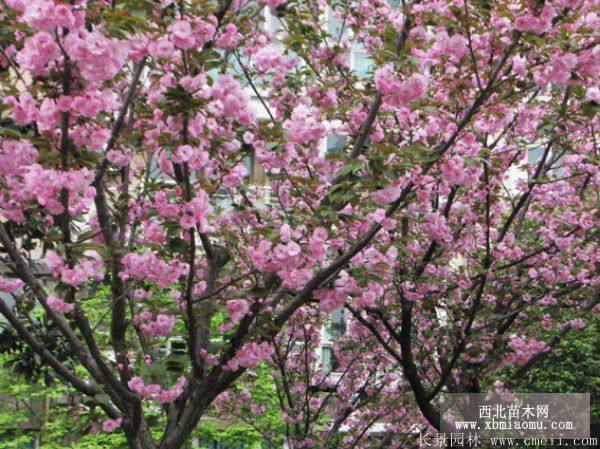 樱花树苗