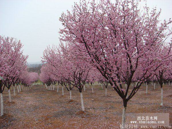 樱花树