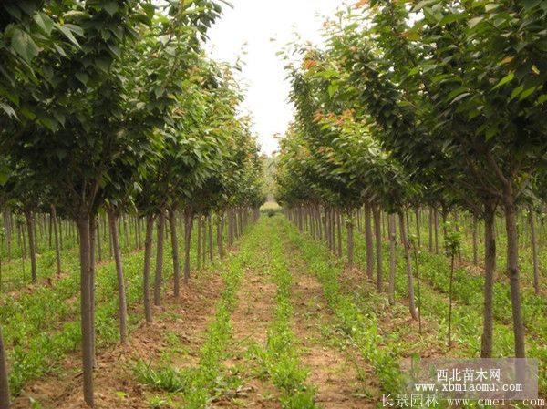 一棵櫻花樹多少錢_櫻花樹苗多少錢一株