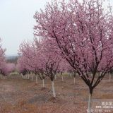 樱花哪里的好_哪里有樱花树