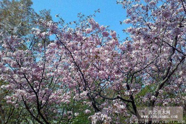 樱花树苗