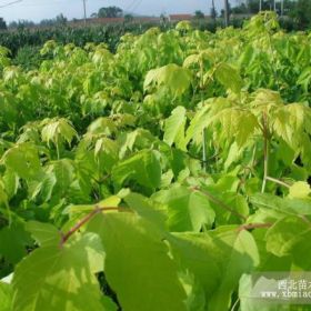 遼寧開原紅葉李,遼寧開原紫葉稠李,遼寧開原繡線菊