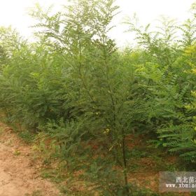 胸徑2-3國槐，香花槐