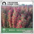 東北遼紅王子錦帶 紅王子錦帶小苗 紅王子錦帶球 東北綠化苗木