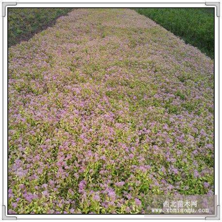 金山繡線菊