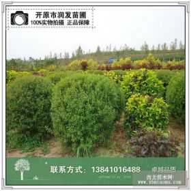 东北辽宁珍珠绣线菊 珍珠绣线菊球 珍珠绣线菊小苗