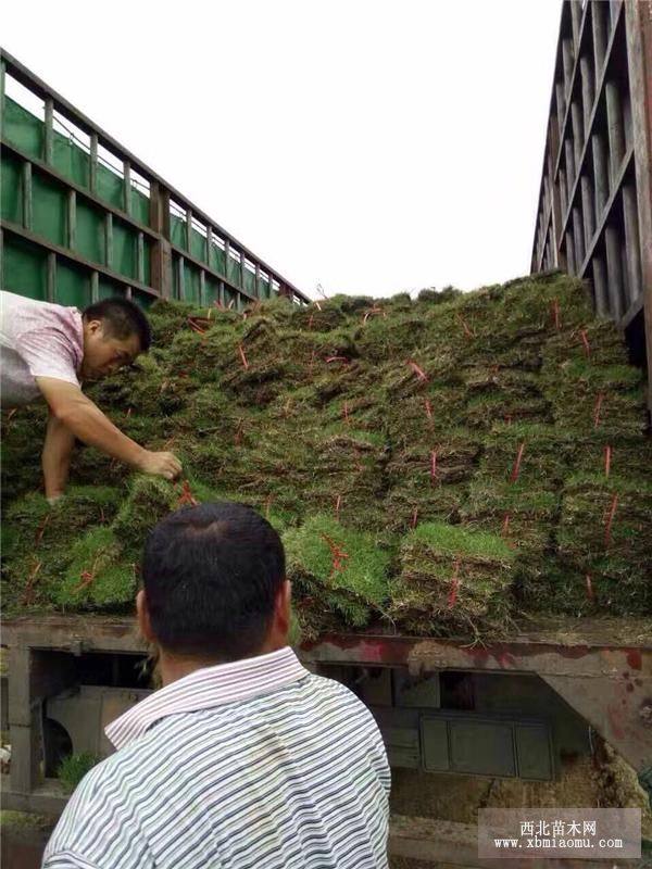 马尼拉草皮