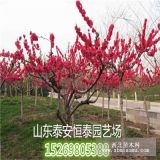 出售優(yōu)質(zhì)紅葉碧桃8公分紅葉碧桃、12公分紅葉碧桃