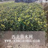 茶花 茶花小苗价格