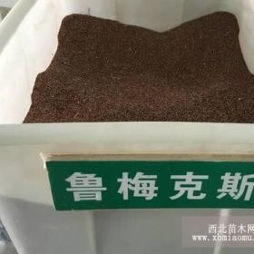 种植鲁梅克斯价格鲁梅克斯如何种植的方法