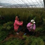 供应80-100cm侧柏 西安侧柏种植基地 优质侧柏价格