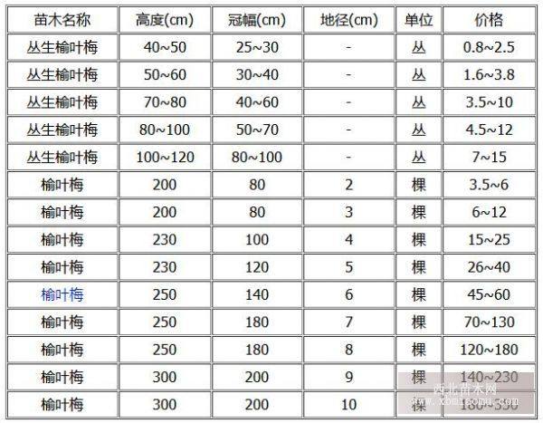 大花榆叶梅