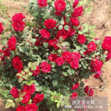 豐花月季多種多樣多姿多彩紅帽薔薇棣棠紅瑞木木槿