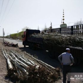 新疆杨/甘肃新疆杨基地/新疆杨哪里有