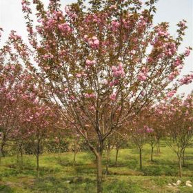 供应樱花、紫荆、栀子花