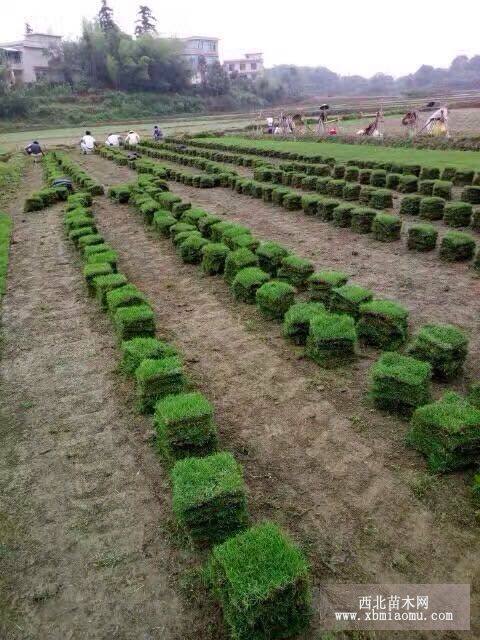 马尼拉草皮