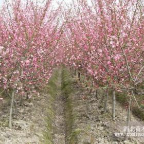 供应垂丝海棠、西府海棠、日本海棠