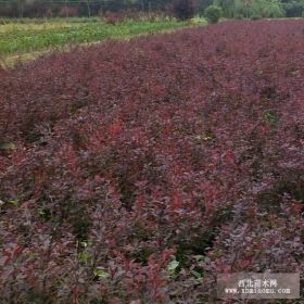 供应红叶小檗、红王子锦带