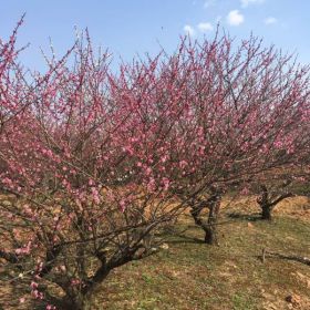 供应榉树、朴树、香樟、桂花、银杏、无患子、红梅、垂柳等